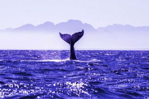 XRP Whale Transfers More Than 30 Million Tokens to Bitstamp Exchange, What is Happening?